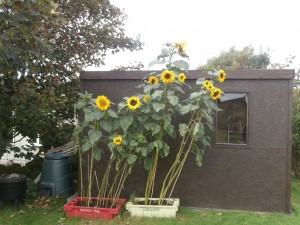 P9120420