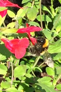 IMG_0738