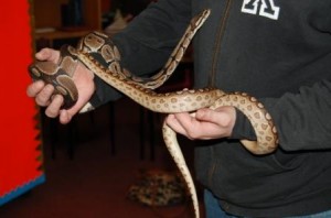 snakes and lizards 2