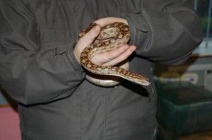 snakes and lizards 3