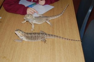 snakes and lizards