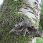 Lochgilphead JC moth
