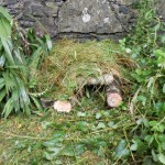 Easdale PS hedgehogs2 -a 1
