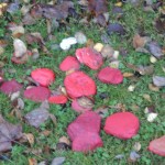 Parklands Poppy Pebbles 4