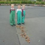 strachur-tree-topic-1